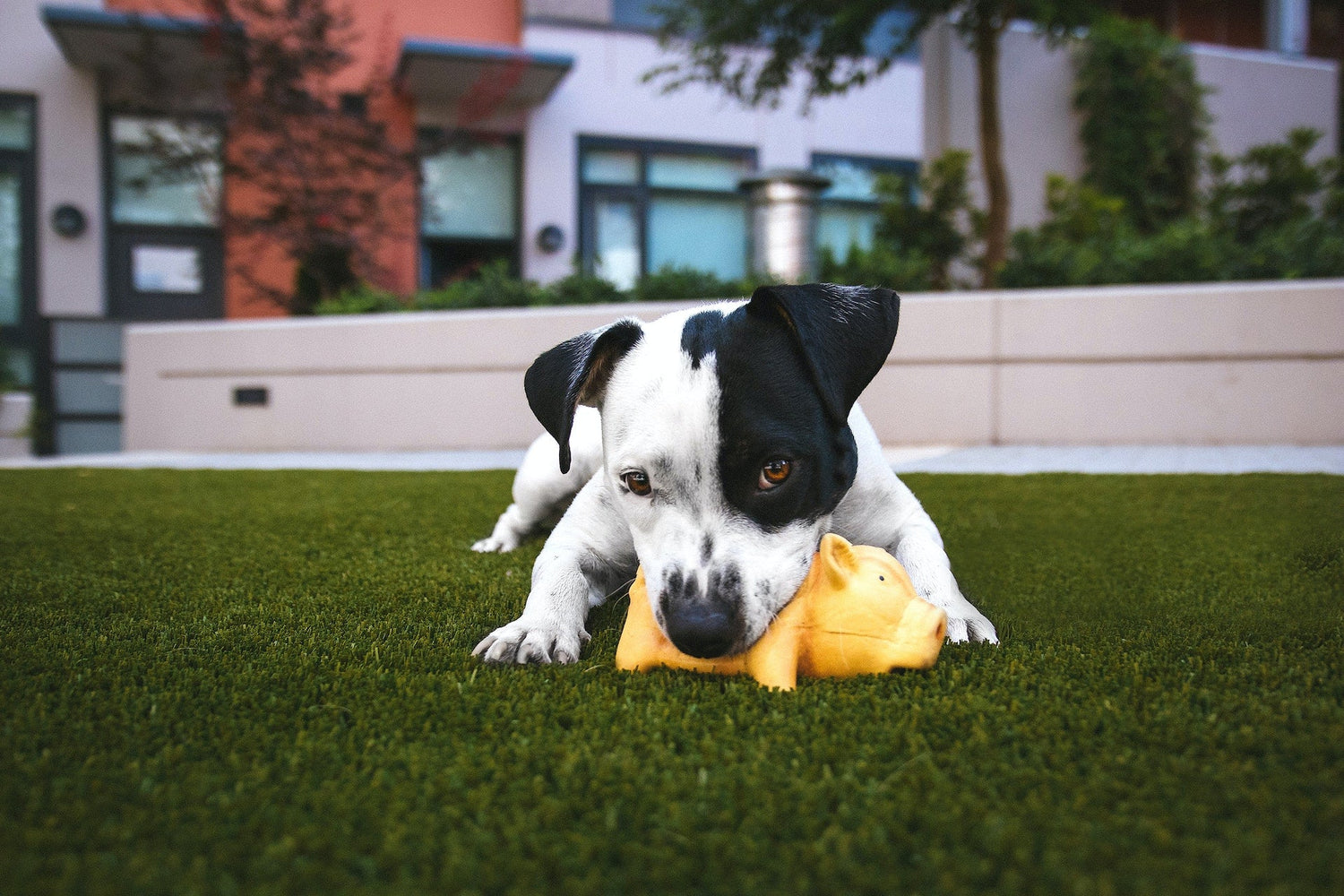 ANIMALS & PET SUPPLIES